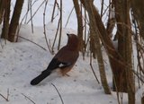 Nøtteskrike (Garrulus glandarius)