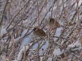 Pilfink (Passer montanus)