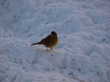 Gulspurv (Emberiza citrinella)