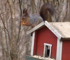 Ekorn (Sciurus vulgaris)