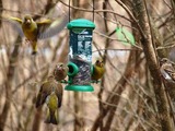 Grønnfink (Carduelis chloris)