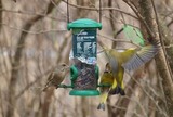 Grønnfink (Carduelis chloris)