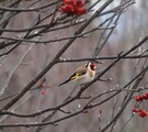 Stillits (Carduelis carduelis)