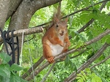 Ekorn (Sciurus vulgaris)