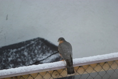 Spurvehauk (Accipiter nisus)