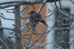 Nutcracker (Nucifraga caryocatactes)