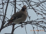 Sidensvans (Bombycilla garrulus)