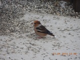 Kjernebiter (Coccothraustes coccothraustes)