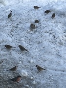 European Goldfinch (Carduelis carduelis)