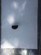 Gray field slug (Deroceras reticulatum)