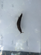 Giant Garden Slug (Limax maximus)