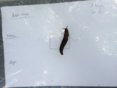 Giant Garden Slug (Limax maximus)