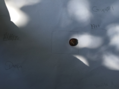 White-lipped Gardensnail (Cepaea hortensis)