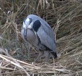 Gråhegre (Ardea cinerea)