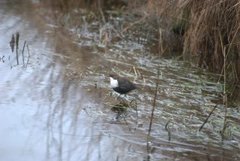 Dipper (Cinclus cinclus)
