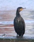 Great Cormorant (Phalacrocorax carbo)