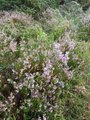 Røsslyng (Calluna vulgaris)