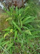 Bjørnekam (Blechnum spicant)