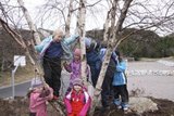 Bjørkeslekta (Betula)