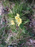 Hagenøkleblom (Primula elatior)