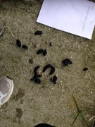 European black slug (Arion ater)
