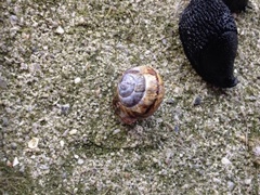 White-lipped Gardensnail (Cepaea hortensis)