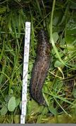 Giant Garden Slug (Limax maximus)