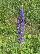 Hagelupin (Lupinus polyphyllus)