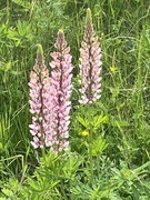 Hagelupin (Lupinus polyphyllus)