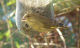 Grønnfink (Carduelis chloris)