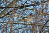 Nøtteskrike (Garrulus glandarius)