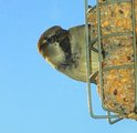 Gråspurv (Passer domesticus)