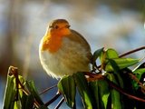 Rødstrupe (Erithacus rubecula)