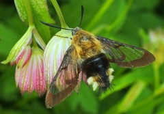 Broad-bordered Bee Hawk-moth (Hemaris fuciformis)