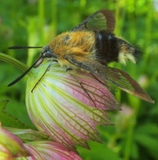 Broad-bordered Bee Hawk-moth (Hemaris fuciformis)
