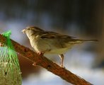 Gråspurv (Passer domesticus)