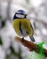 Blåmeis (Cyanistes caeruleus)