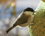 Løvmeis (Poecile palustris)