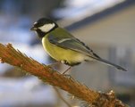 Kjøttmeis (Parus major)