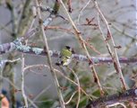 Grønnsisik (Carduelis spinus)