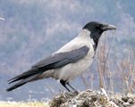 Kråke (Corvus cornix)