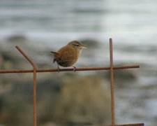 Winter Wren (Troglodytes troglodytes)