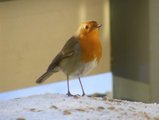 Rødstrupe (Erithacus rubecula)