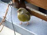 Grønnfink (Carduelis chloris)