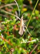 White-shouldered Smudge (Ypsolopha parenthesella)