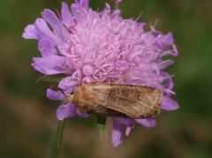 Kobberfly (Chersotis cuprea)