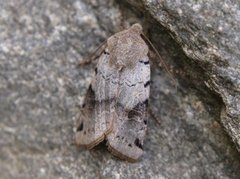 Brown-spot Pinion (Agrochola litura)