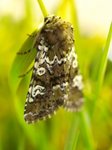 Flekkfly (Crypsedra gemmea)