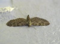 Augustdvergmåler (Eupithecia pusillata)