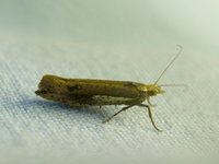 Ypsolopha parenthesella